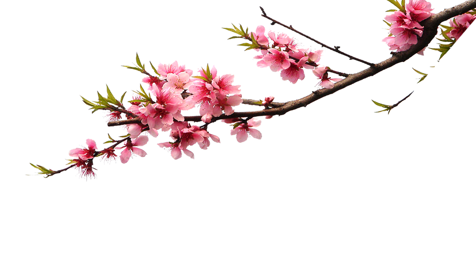 Flor esquina superior derecha